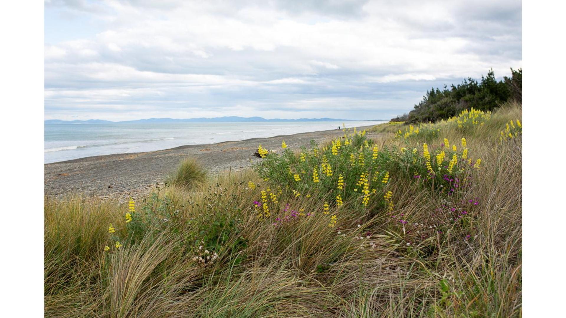 Pacific View By Tiny Away Villa Leithfield Eksteriør bilde